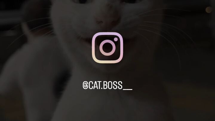 catBos..