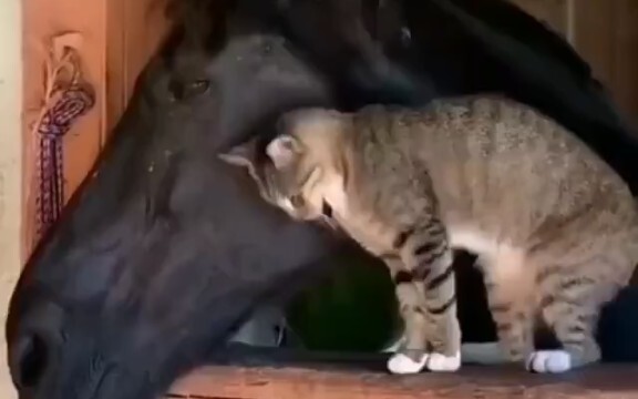 Memeluk kepala kuda besar