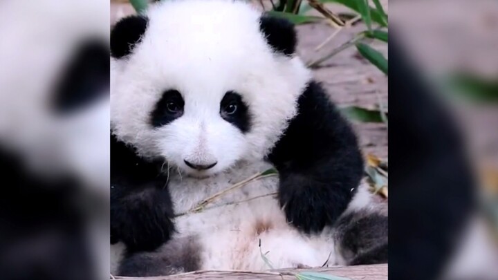[ANIMAL]Cute pandas in Sichuan