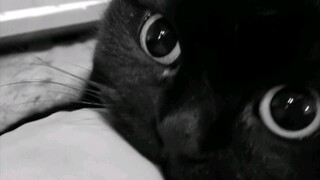 咬人的小猫咪短版视频，情商有些高！