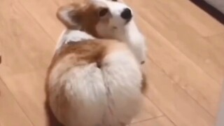 [ANIMAL][Remix]Corgis' funny Moments