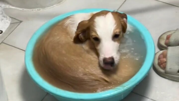 Border Collie Compilation
