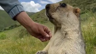 Ternyata suara sebenarnya dari marmut seperti ini!
