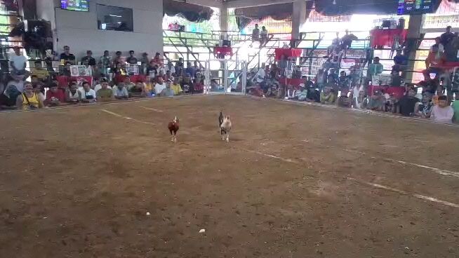 5x na kanaway q kaya lang nama tay din may tama rin pala❤️🐓