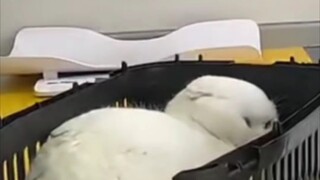 The scream of white flour buns