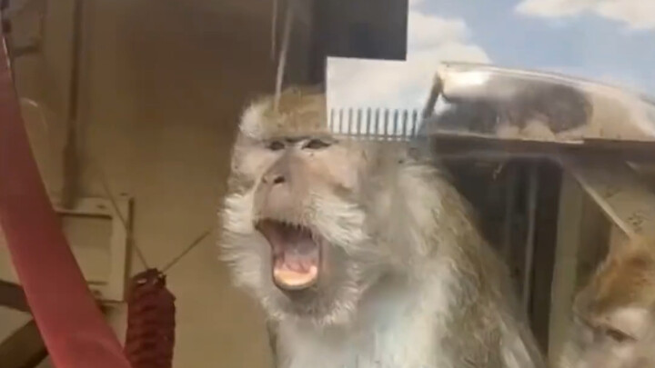 Performing magic tricks for a monkey—pure emotional value!