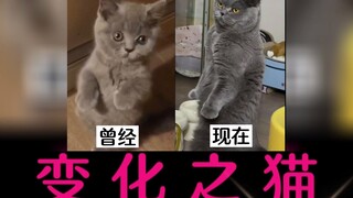 盘点全网变化蕞大的喵星人，蕞后一只居然变成了“李小龙”#猫  #一只小猫咪的变化   #除了物种没变什么都变了