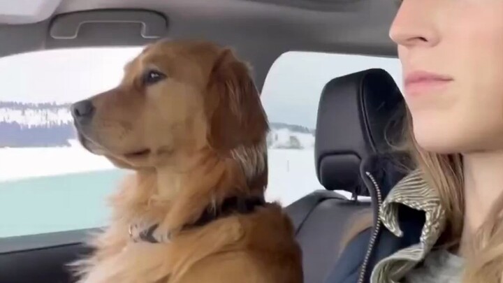 Kursi penumpang adalah tempat duduk khususnya.