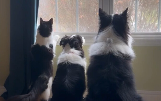 Kucing saya itu dibuat dari sisa-sisa anjing saya, ya kan?
