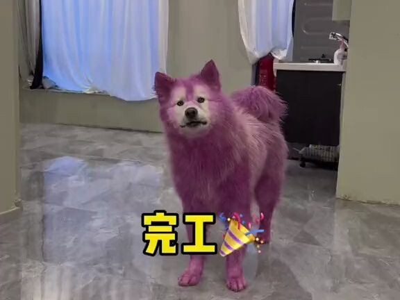 The “Caidog” has been remade! Does it look like Lyna Bell now?