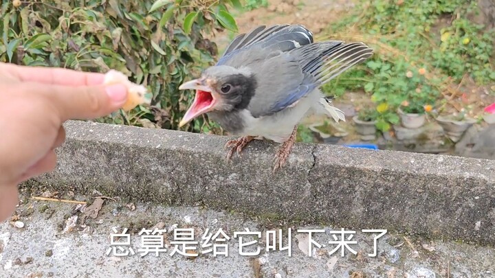 I feed you shrimp sold at 10 yuan per half-kilo, yet you just fly off once you’re full!