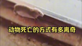 Identification of Mysterious Animal Deaths 24