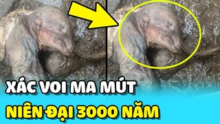 💥Phát hiện XÁC VOI MA MÚT khi đang ĐÀO VÀNG có từ niên đại 3000 năm  trước | TIN GIẢI TRÍ