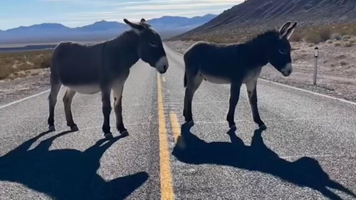 Kamu telah dikelilingi oleh keledai liar 🦙