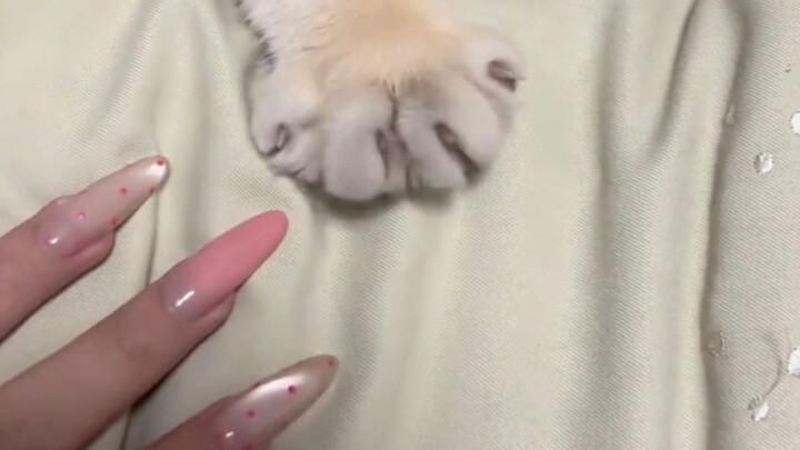 Is the kitten teaching its owner to retract its claws?