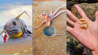 Catching Seafood 🦀 ASMR Relaxing (Catch Shark , Catch Fish ,Deep Sea Monster ) #513 #My idol