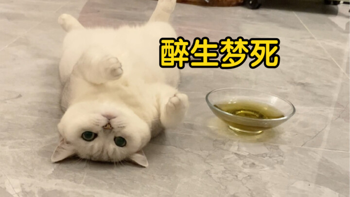 Catnip underwater, dead yet still dashing as a ghost