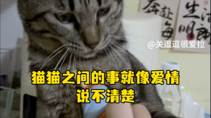 Chuyện giữa mấy con mèo cũng như tình yêu, khó mà nói cho rõ.