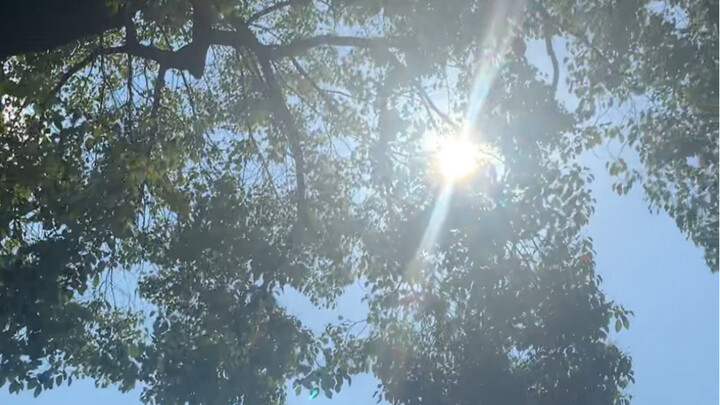 Shanghai’s Scorching Heat: What Do the Kittens in This Cat Café Do in Over 40°C Weather?