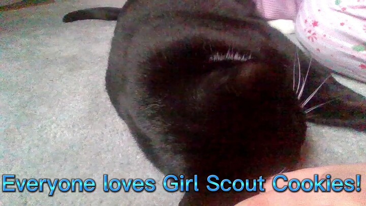 Everyone Loves Girl Scout Cookies!