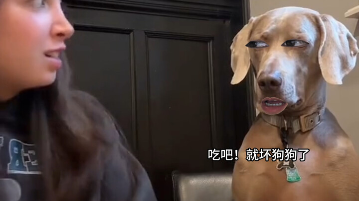 Dog: Give me a guaranteed losing option, will ya?