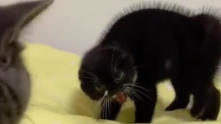 This is just too cute!