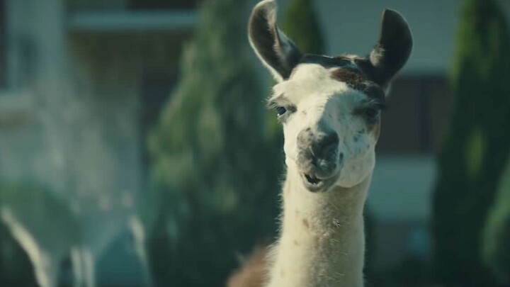 فيلم قصير مفاجئ: «الألبكة الغاضبة»