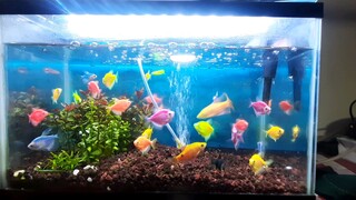 Colorful Fishes