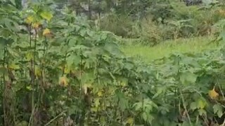 无论你遇见谁，ta都是你生命里该出现的人，都有原因，都有使命，绝非偶然，ta一定会教会你一些什么🙃