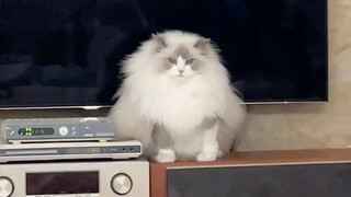 خنزير الفُو الأكبر حجمًا مما تتخيل!