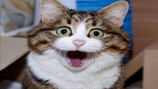 Try Not To Laugh With These Funny Pets