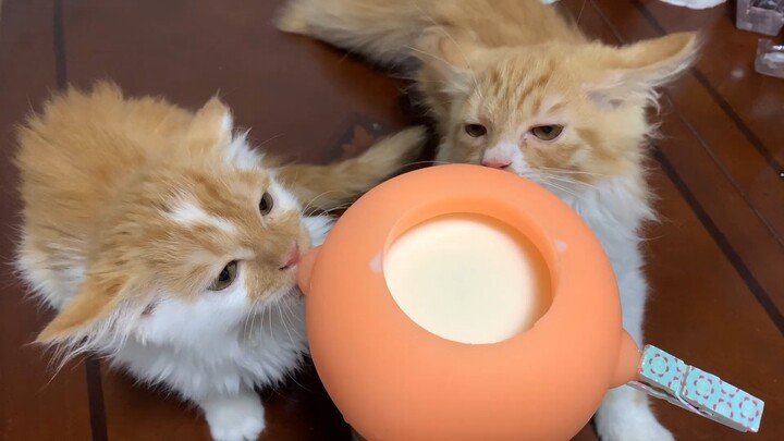 Video penyembuhan super dari seekor kucing yang minum susu, dan telinganya ikut bergerak!
