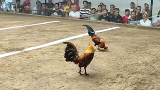 2hits timabangan coliseo de manila! #teammagalang