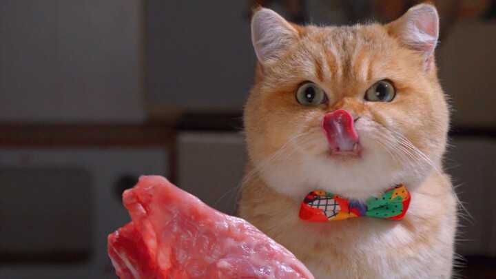 The cat eats a whole rabbit feast and can’t stop showing off