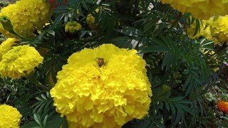 Nature Essence