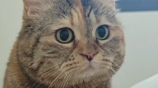 Ada kucing lapar di samping tempat tidur