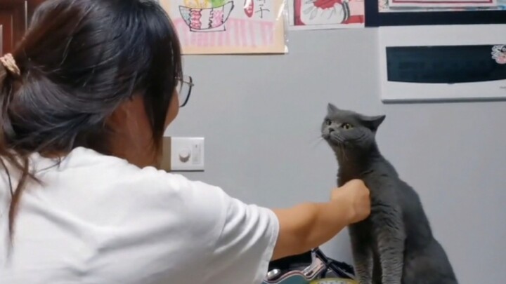 How Does This Kitten Manage to Be Both Clueless and Adorably Cute?