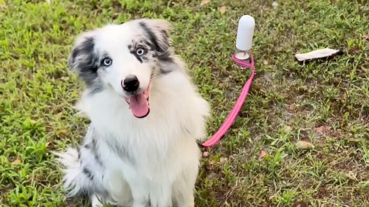 Will the Border Collie be tethered to a water bottle?