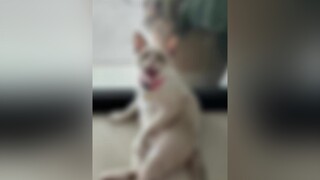 Mồn lèo này hết nước chấm 🥲ThanDealSieuTiec meomuoi catslove catstagram hoiyeumeo fypシ meomeo mồnlèo meocute