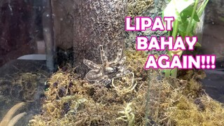 Bagong Tarantula Update, Kain, Lipat Bahay Agaiiiin! | Vlog#9