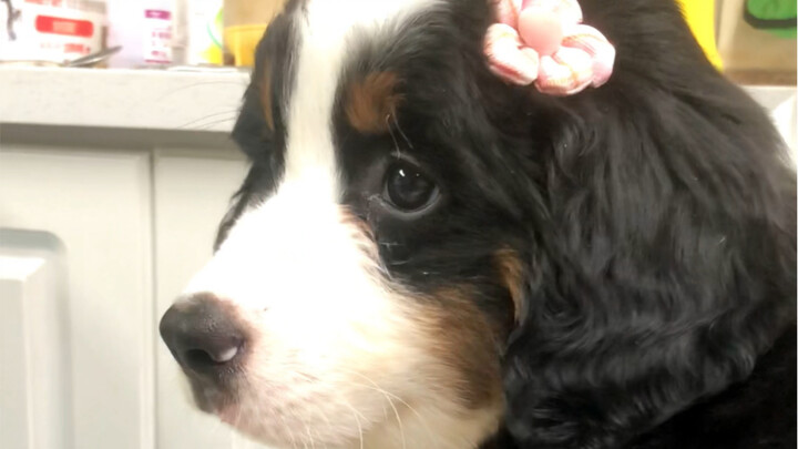 I'm a Bernese Mountain Dog girl...