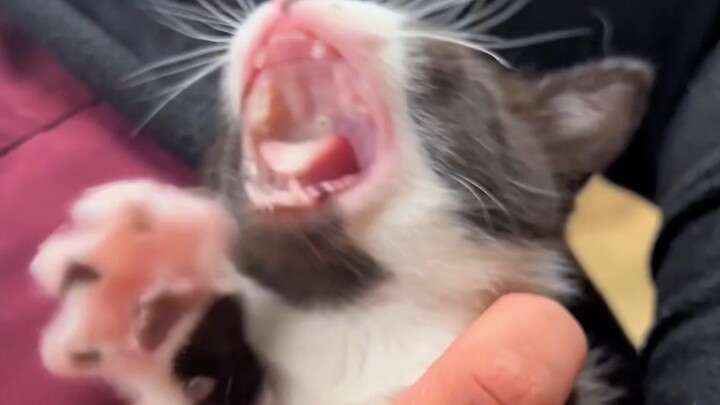 Cara memberi obat kepada kucing