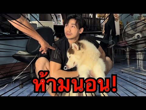เอาคืน! เมื่อคืนหมากวนทั้งคืนจนไม่ได้นอนตอนเช้าต้องกวนหมาคืนไม่ต้องนอน