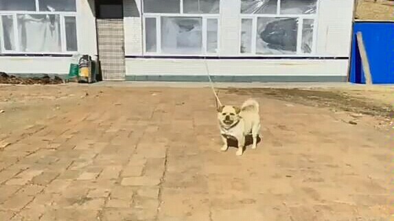 Anjing penjaga paling hebat