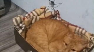 It takes a thousand days to raise a cat, but only a moment to use it. Your owner needs you, Big Oran
