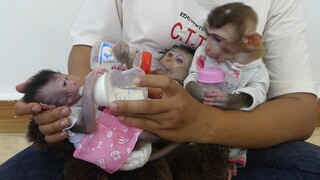 Wow Very Adorable Three Monkeys Drinking Milk On Leg Mom Together