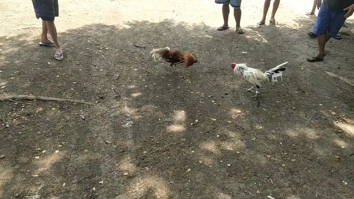 Sarasa bulag vs bangkas