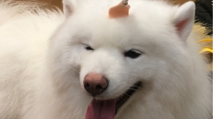 Dụng cụ kỳ lưng thần thánh vuốt đầu cho chú chó Samoyed, thực sự quá tiện dụng!
