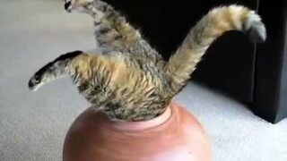 รวมแมว - All☆Star Cats