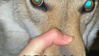 How should we explain why dogs eat raw meat but don't bite people...?